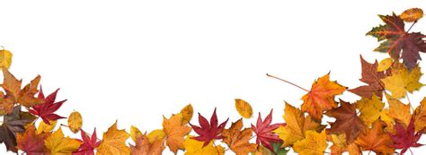 Fall Foliage